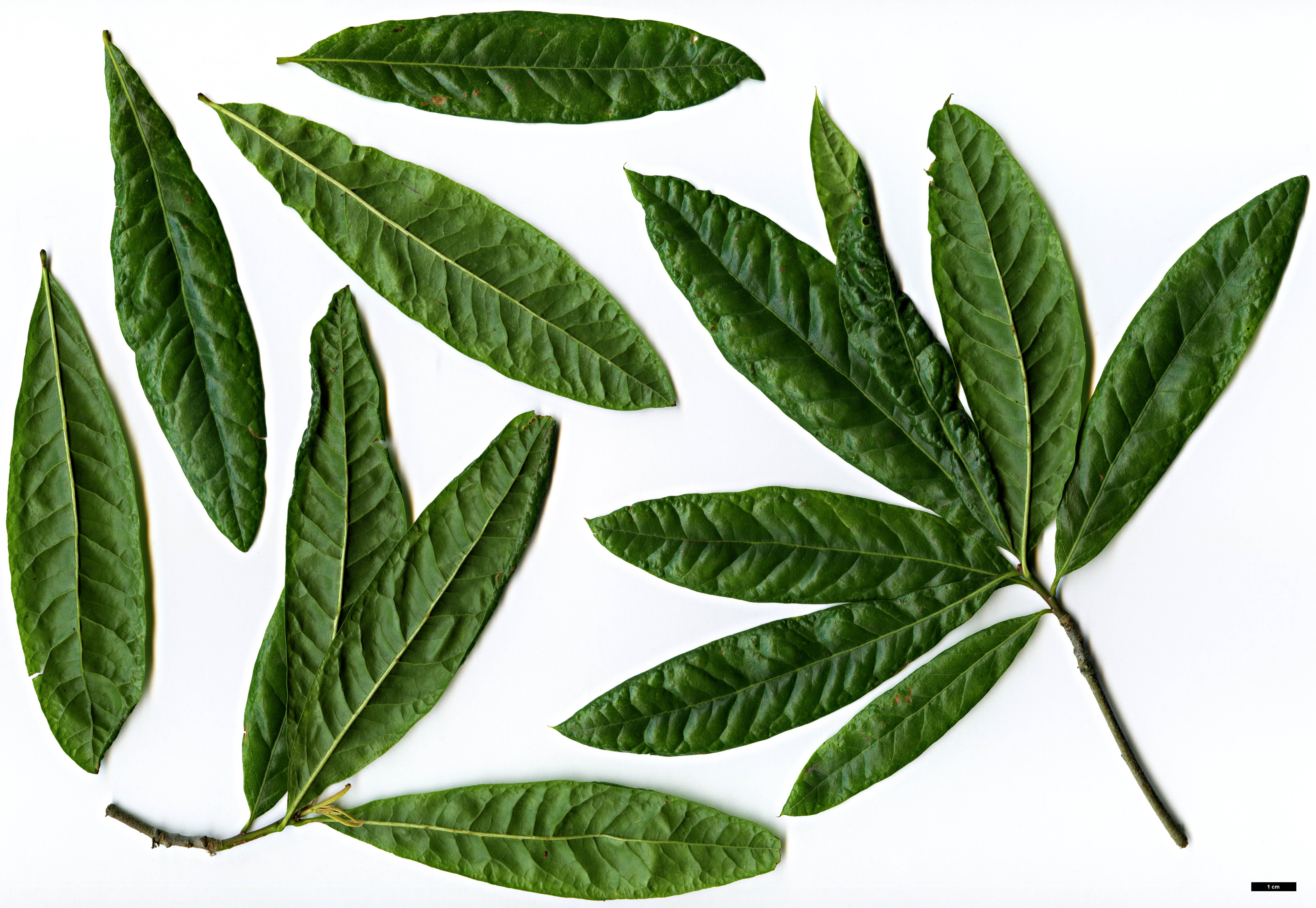 High resolution image: Family: Fagaceae - Genus: Quercus - Taxon: laurifolia High resolution image: Family: Fagaceae - Genus: Quercus - Taxon: laurifolia